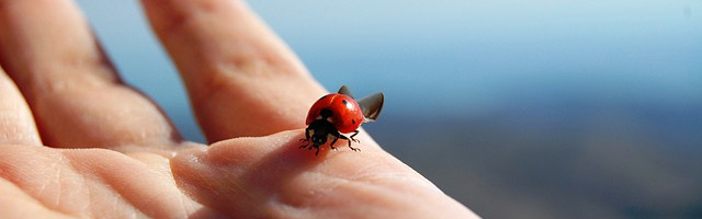 ladybug-455494
